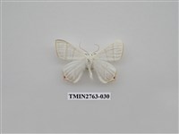 藏品(尺蛾332)的圖片